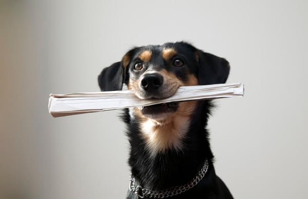 Separation Agreements: Don’t Forget to Include Your Pets!